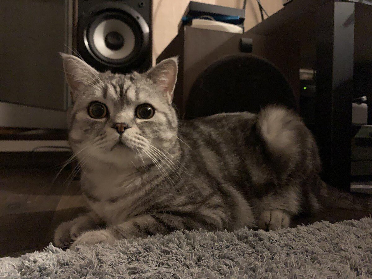 Прямое доказательство, что за 5 месяцев ни один ус на коте не пострадал