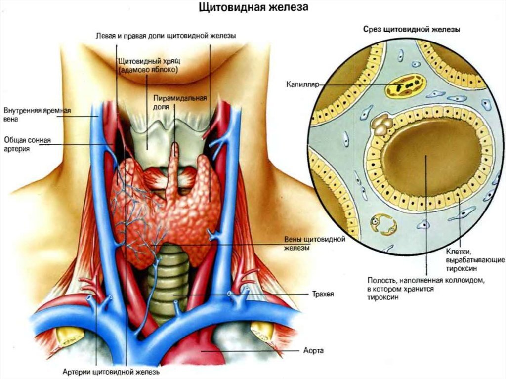 Строение и положение щитовидной железы. Источник изображения: Яндекс.Картинки