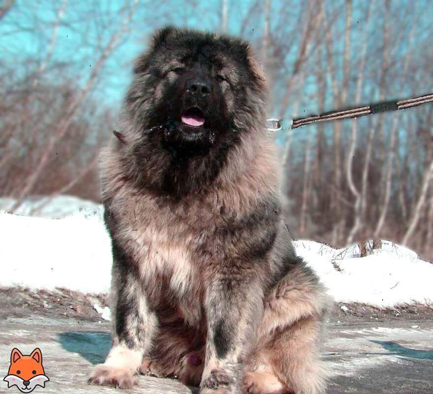 Джек. Огромный красавец!