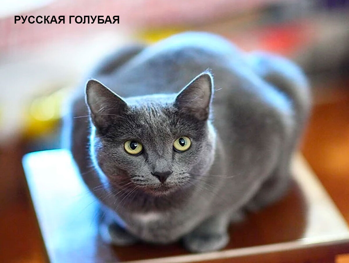 Русская голубая