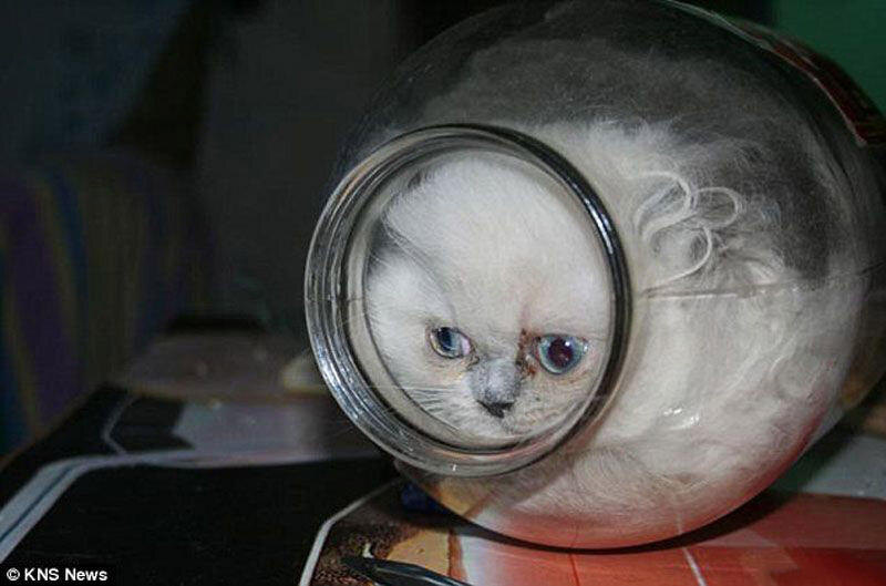 Теперь я не котик, я сметанка