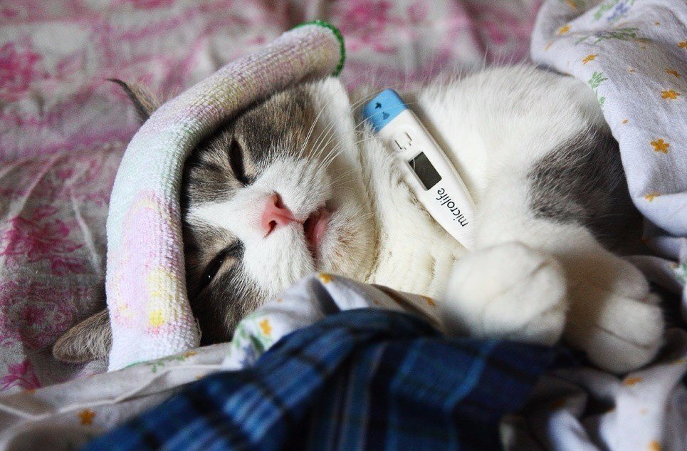 "Хозяюшка. я заболель!"