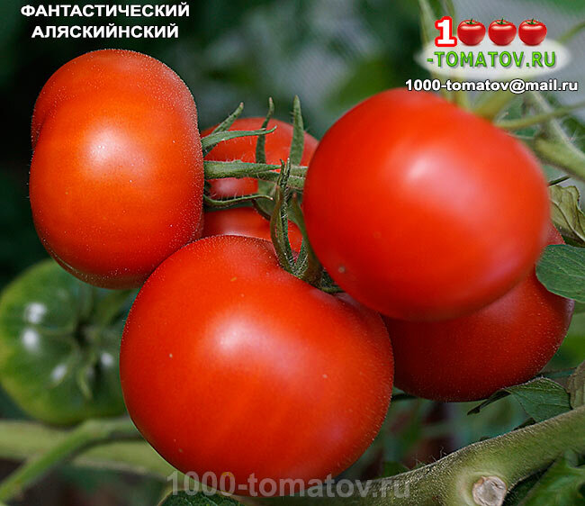 Томат ФАНТАСТИЧЕСКИЙ АЛЯСКИНСКИЙ ФОТО 2