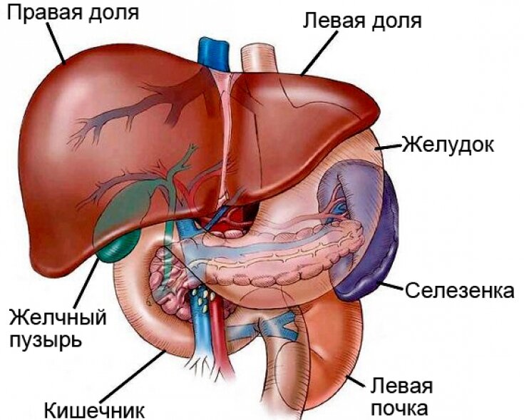 Печень на теле человека картинка