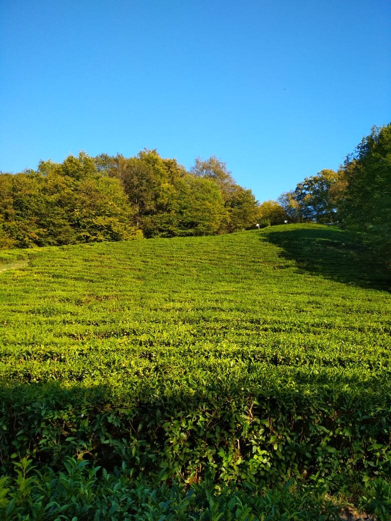 Плантация, которую показывают туристам. Фото Артема. 