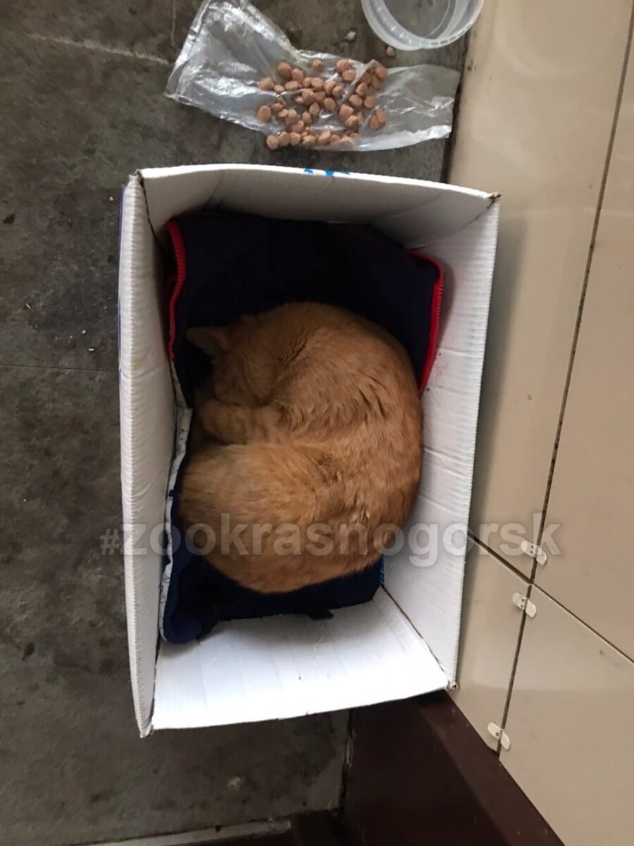 Это все что было у кота. Только коробка, в которой рыжий кот жил