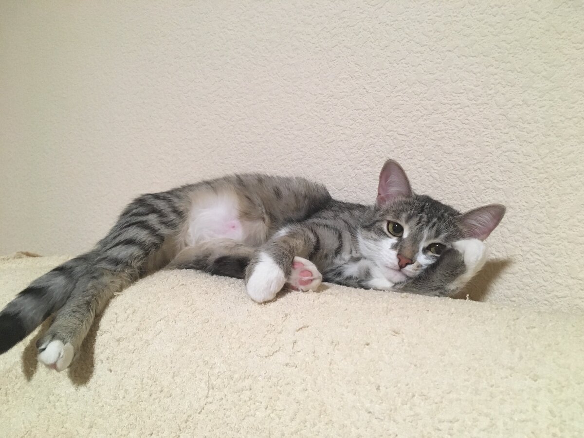 Дымка забралась повыше - на спинку дивана, чтобы ее никто не доставал.