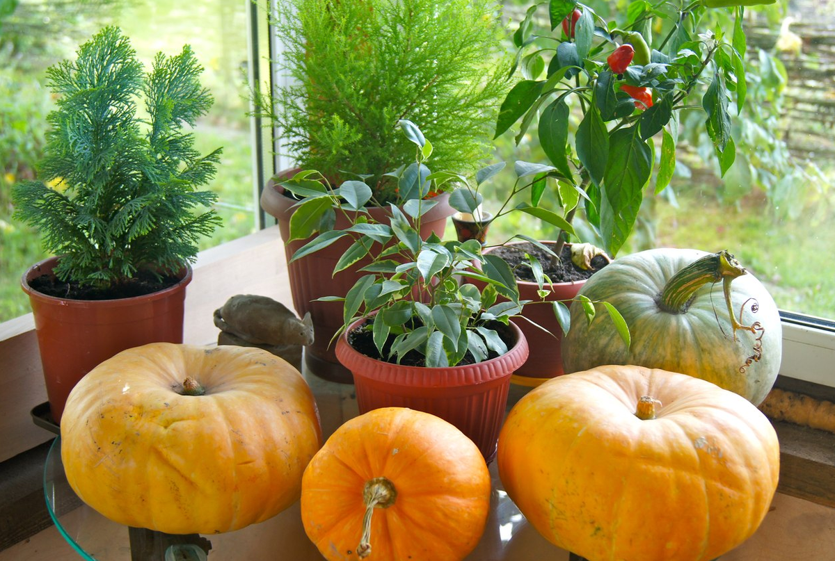 Вот они, мои красотки на веранде, только фото 2014 года)