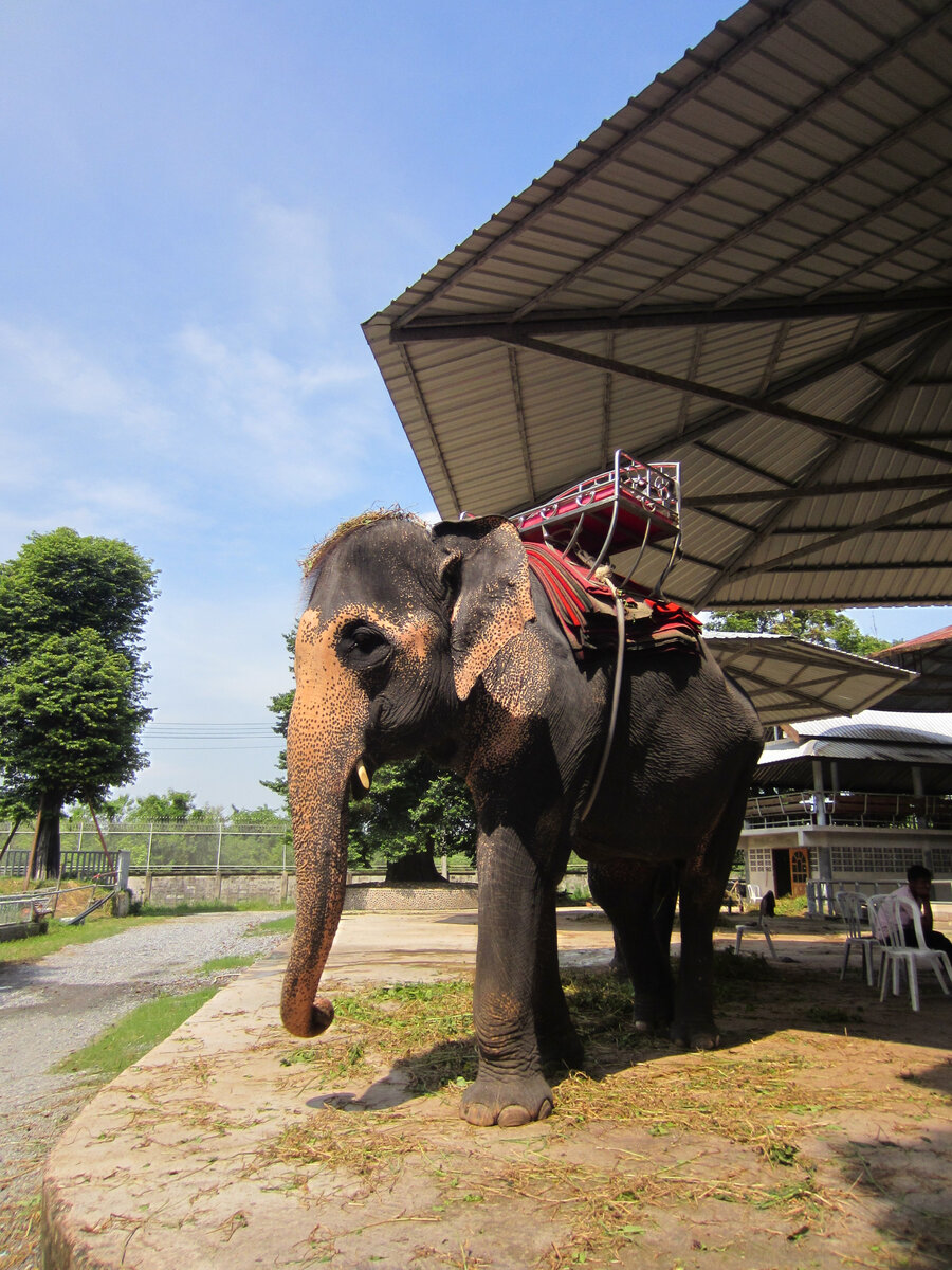 Этот добряк особенно забавный, с веснушками на хоботе!