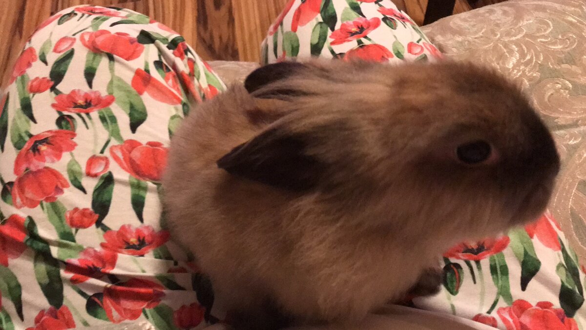 А вот такой наш питомец была месяц назад. Фото с личного архива