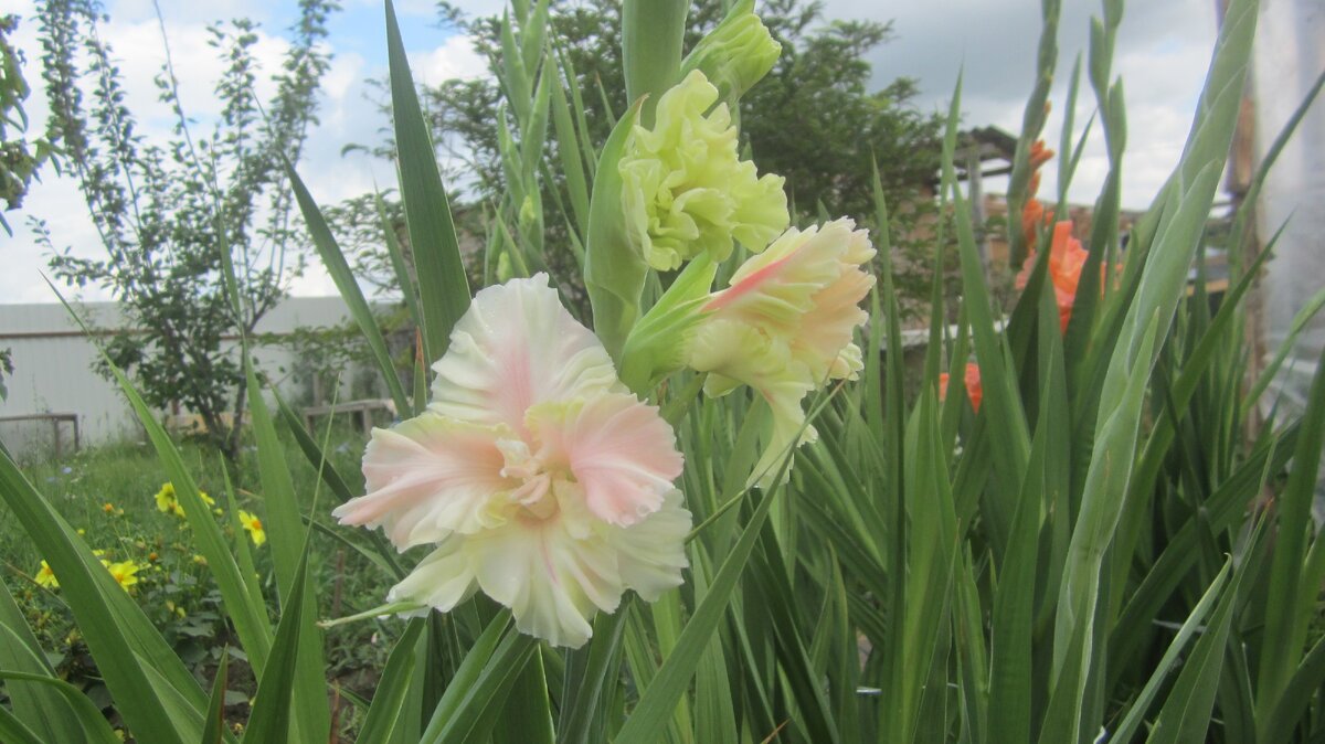 Мои гладиолусы