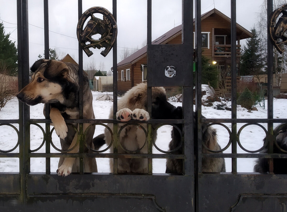 🐶 ЭТО МОЯ СОБАКА 🐶 БАНДА СЕРЫХ Часть 9 Спрячь за высоким забором. | Это  моя история | Дзен