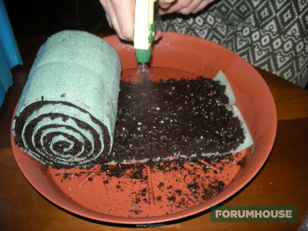 Рассада помидор пикировка в улитку. Посадка в улитку. Рассада в улитке без пикировки. Посев в улитку. Как сажать в улитку.