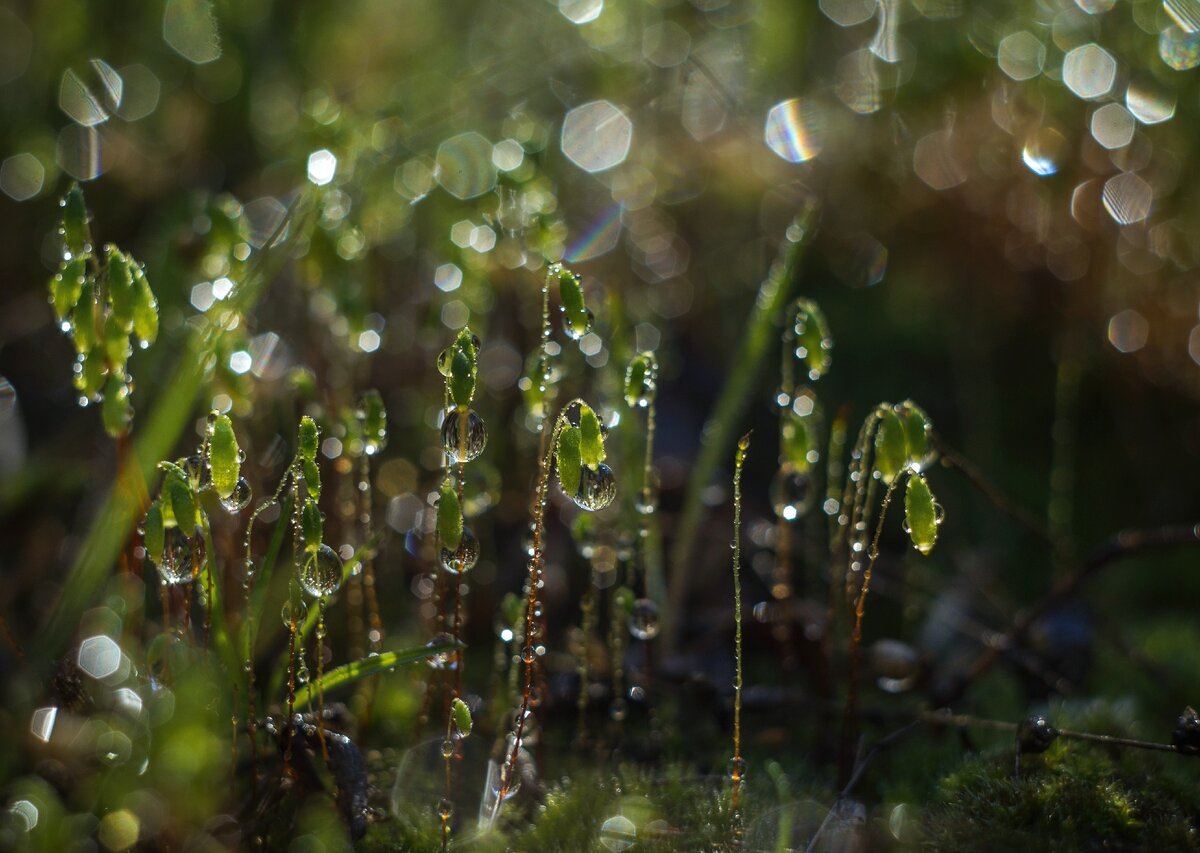 Кукушкин лён (Из серии "Рождение весны", апрель 2018 год)
