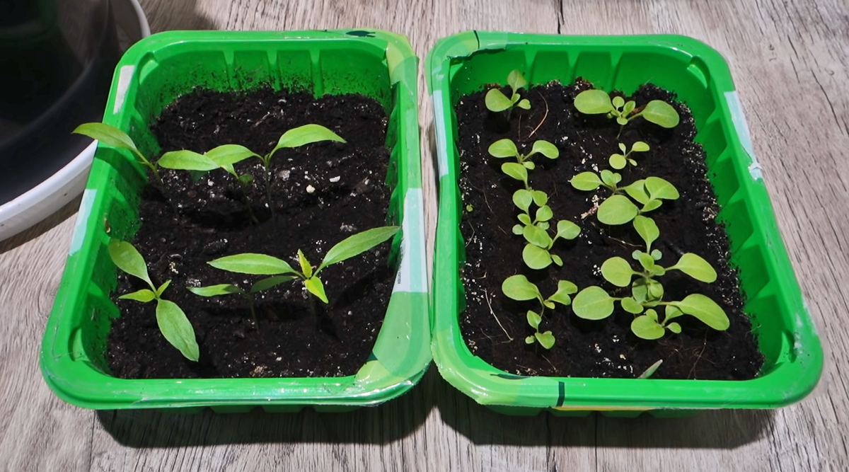 фото из свободных источников