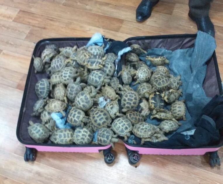 Живой товар