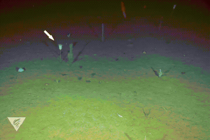 Источник: Monterey Bay Aquarium.