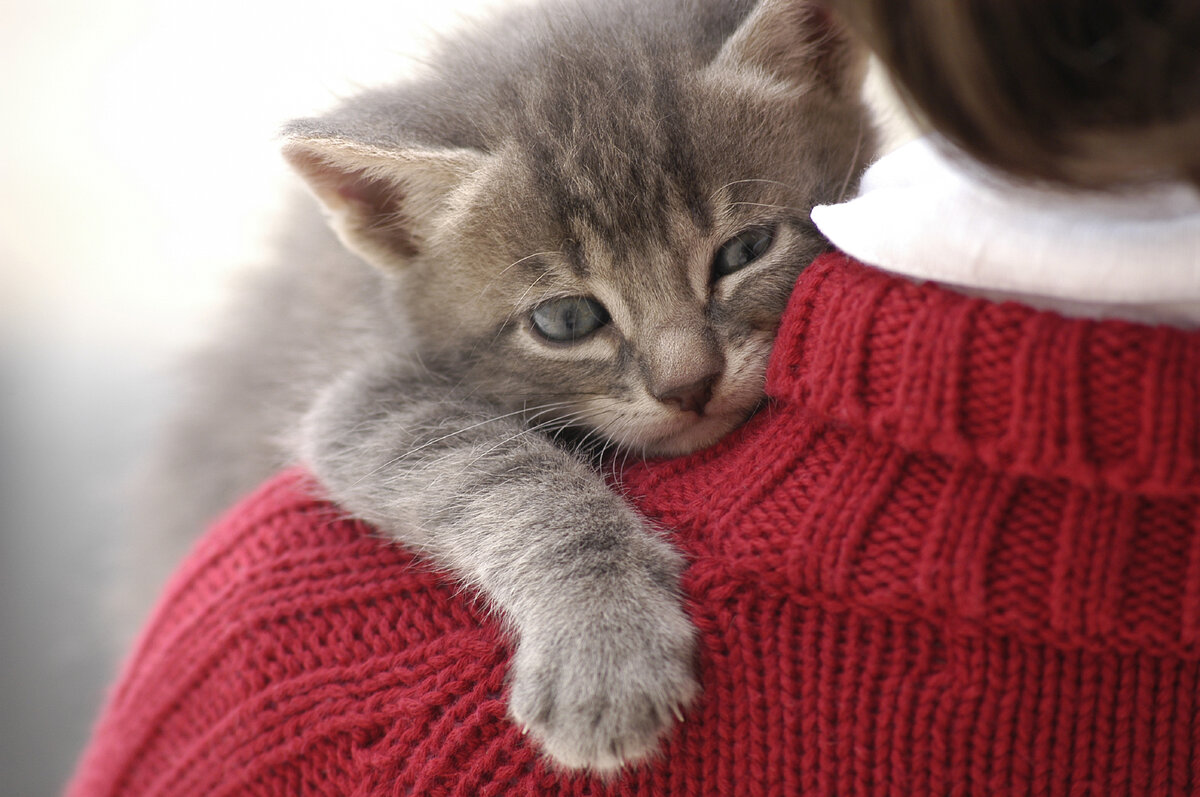 Можно ли бросать кошку с рук на пол: безопасность и последствия