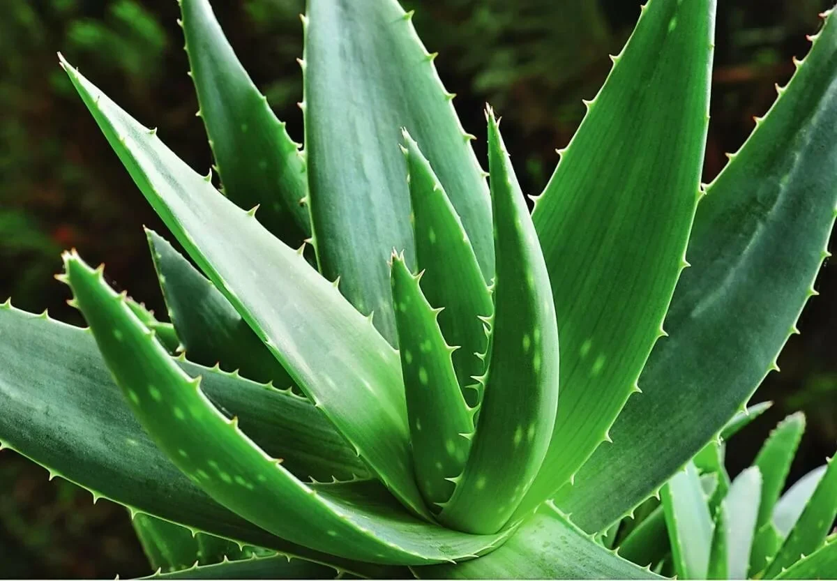 Растение алоэ