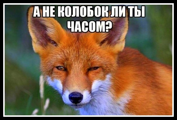 Голодная лисичка))) фото автора, обработанное в редакторе.