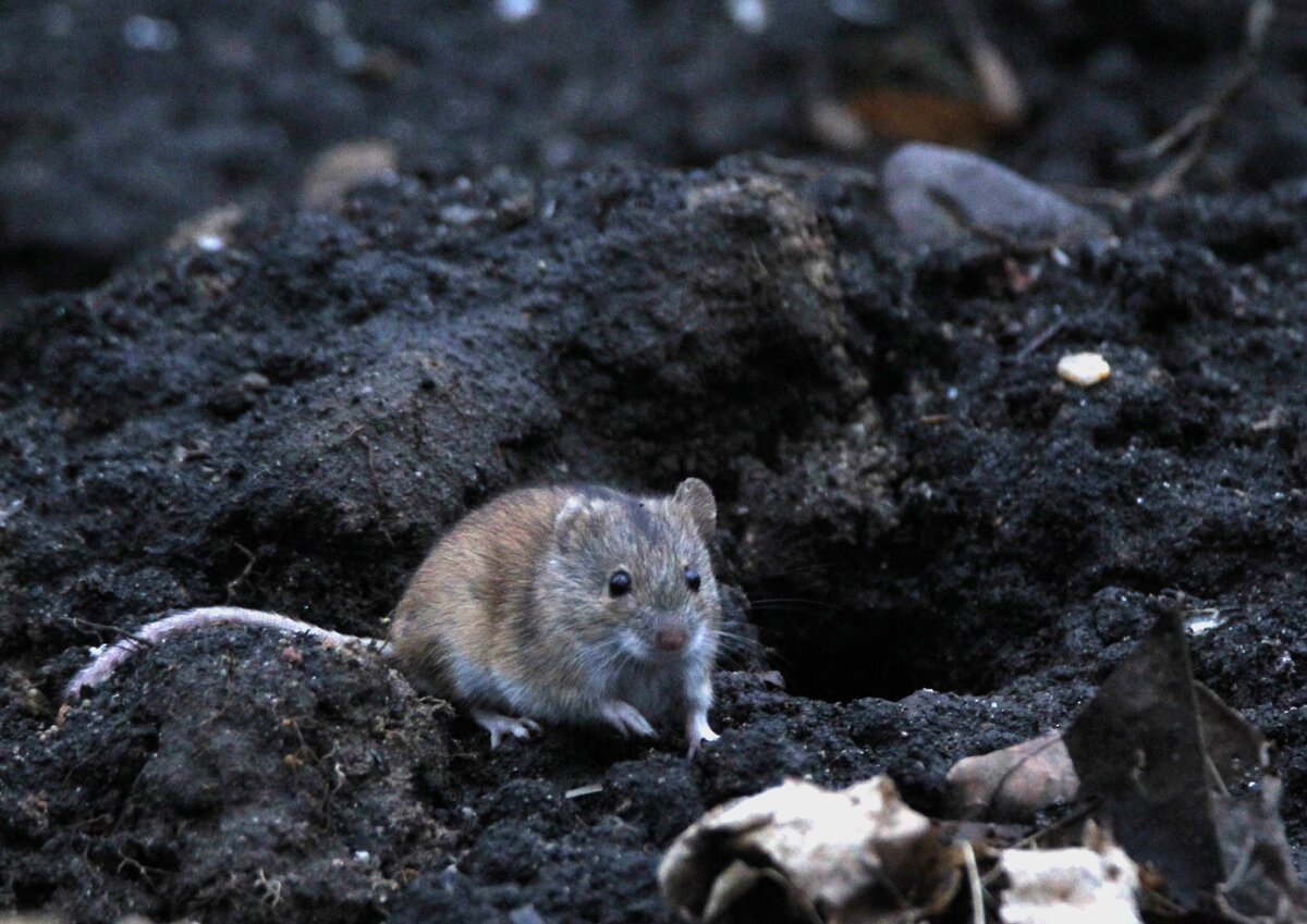 Я живу под землей в норке загадка. Полевая мышь Apodemus agrarius. Норка полевки. Мыши полевки норки в земле.