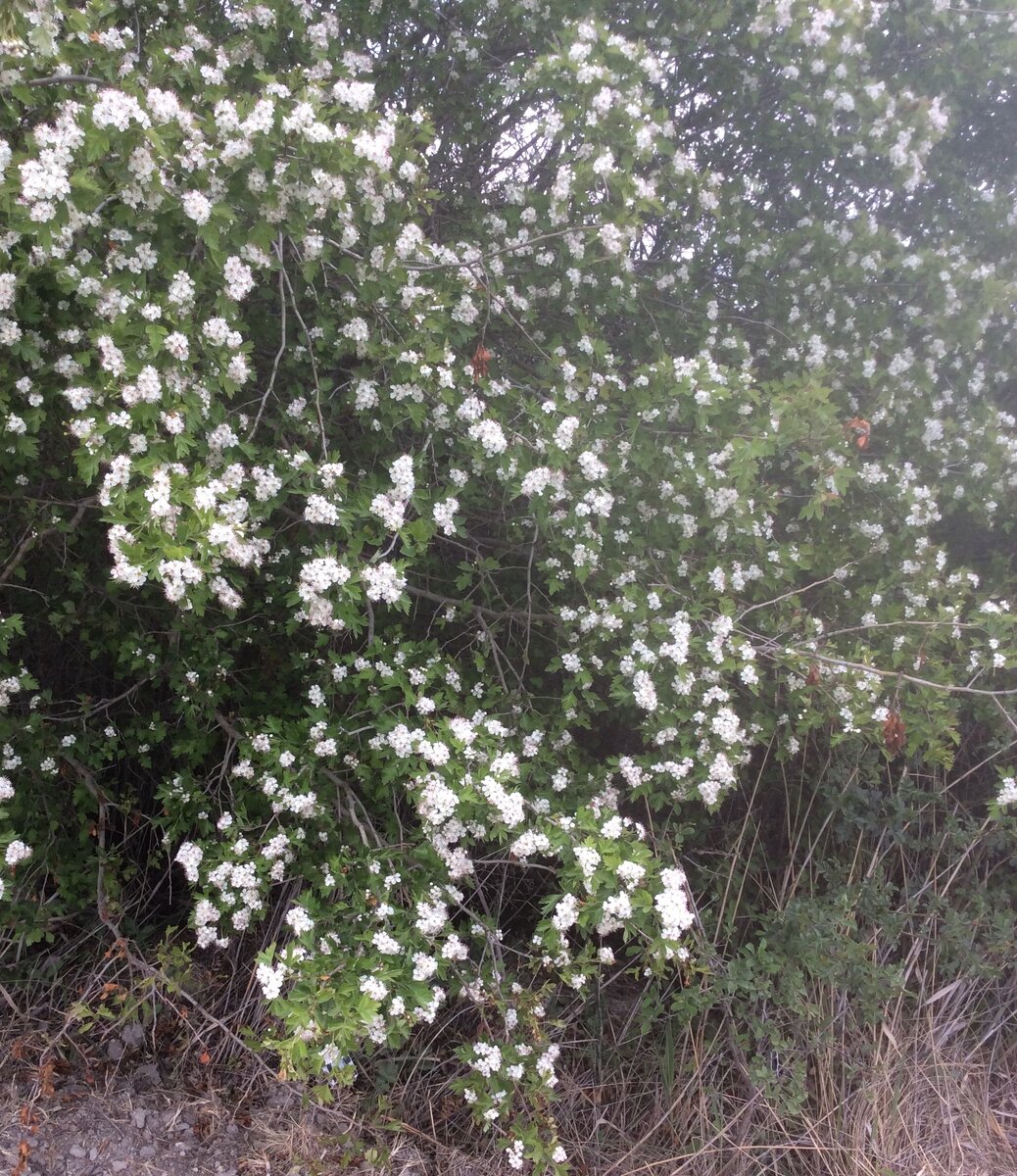 Характерный запах привлекает тьму насекомых