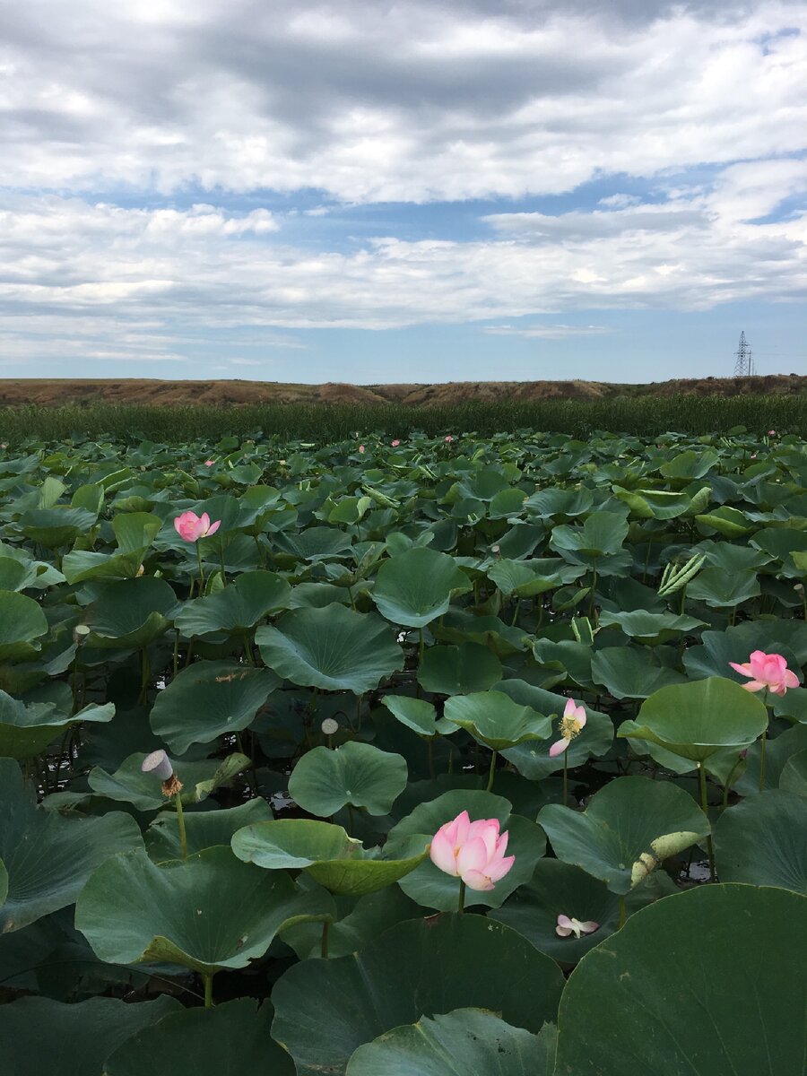 Долина лотосов 