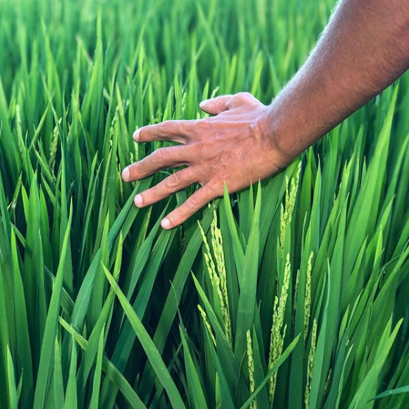 Рисовые поля