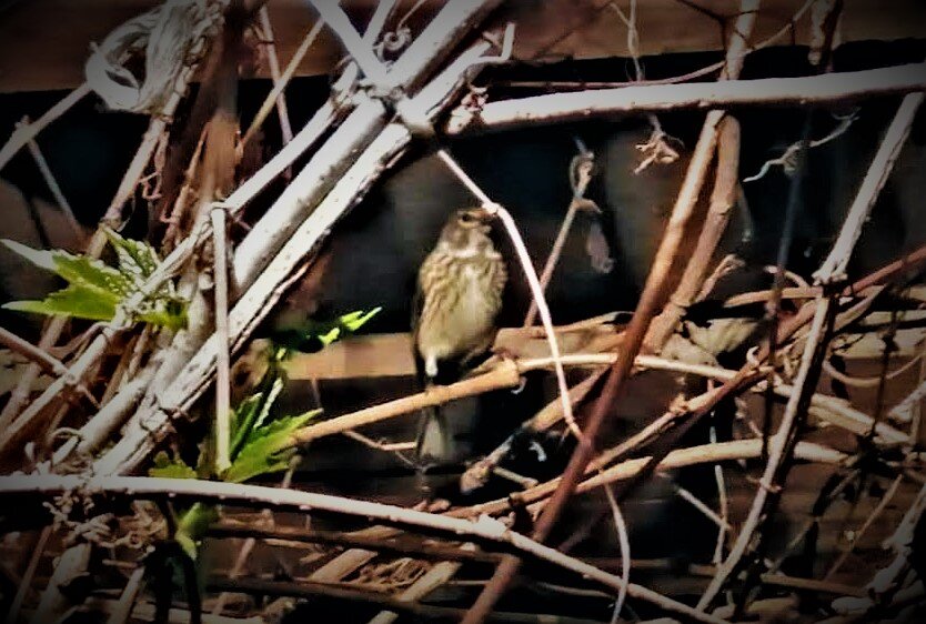 Коноплянка или реполов (самка)