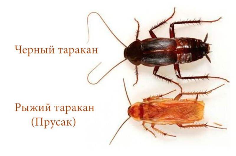 Чем отличается таракан. Рыжий Прусак черный таракан. Рыжий таракан Прусак и черный таракан. Рыжий таракан Прусак. Таракан Прусак и черный таракан.