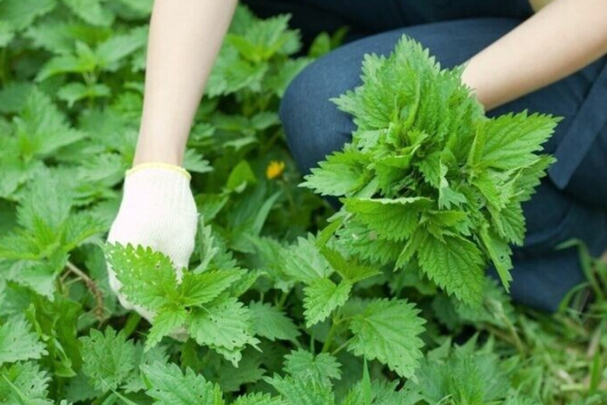 Идеальные ингредиенты для "зелёной жижи": молодая крапива, одуванчики, 
лопухи, полынь, пасынки от томатов