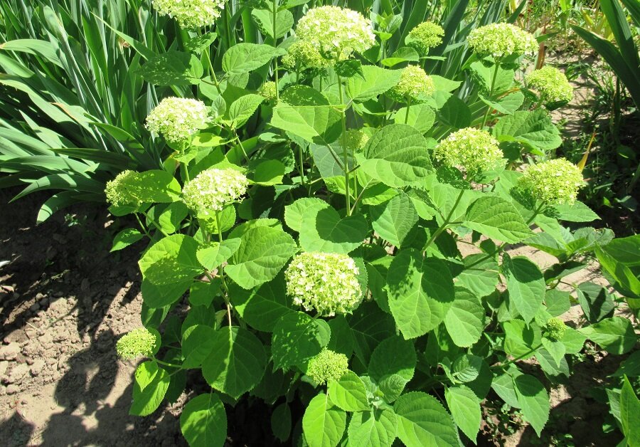 этот же куст вначале цветения