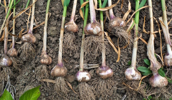 Фото: dachniy-truzhenik.ru/wp-content/uploads/2020/07/chesnok.jpg