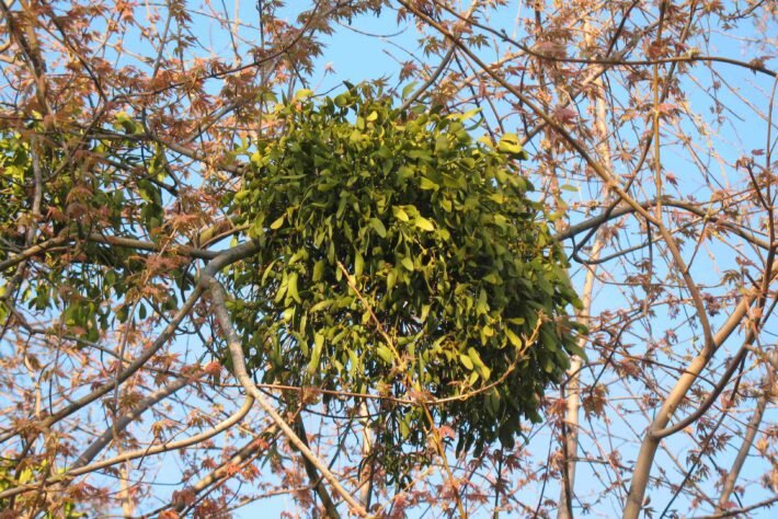 Внешний вид (фото) омелы белой