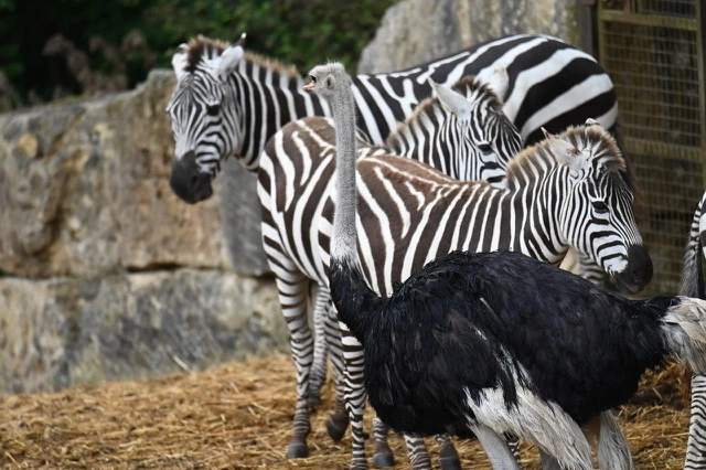 https://www.thesun.co.uk/news/12785799/ostrich-removed-safari-park-zebra/, автор BBC ANIMAL PARK
