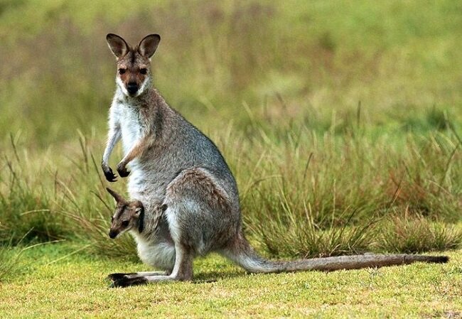 Как испражняется детеныш кенгуру, если он все время находится у мамы в сумке?  | Dogworry | Дзен