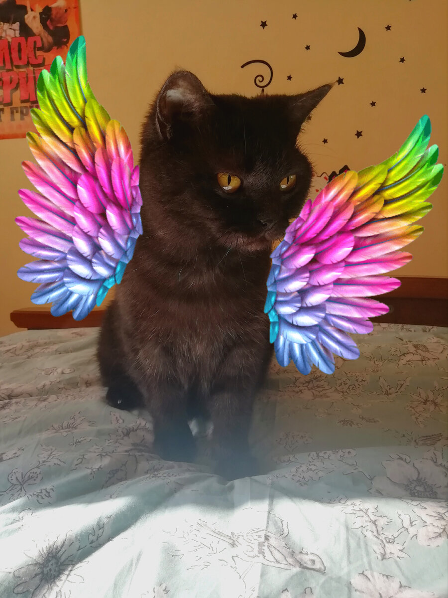 Просто нужна я яркая обложка? Вот Кошкинья с крыльями
