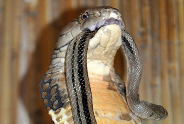 Даже учёные заметили нездоровую любовь королевской кобры к своим подданным, за что нарекли её Ophiophagus hannah, или «поедательница змей».