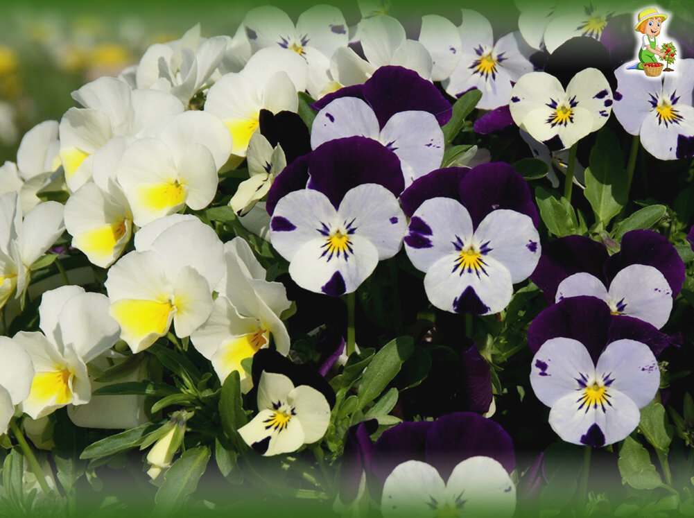 Анютины глазки