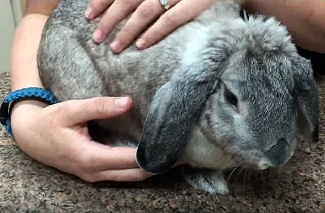 Частое рвота и диарея