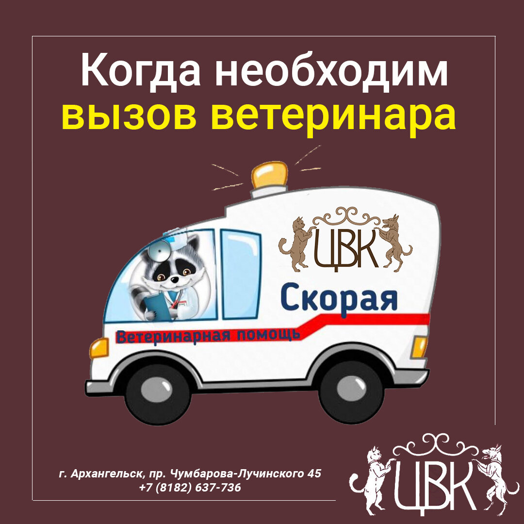 Когда необходим вызов ветеринара