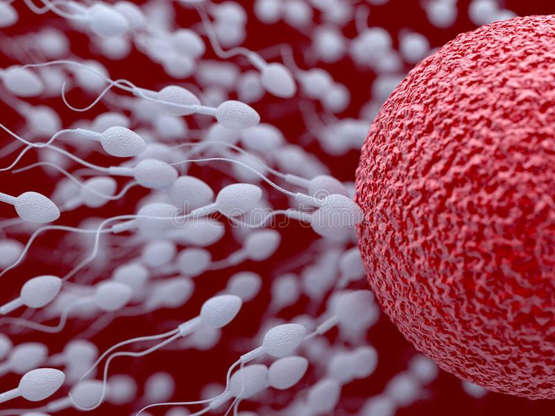 Пять интересных фактов о сперматозоидах