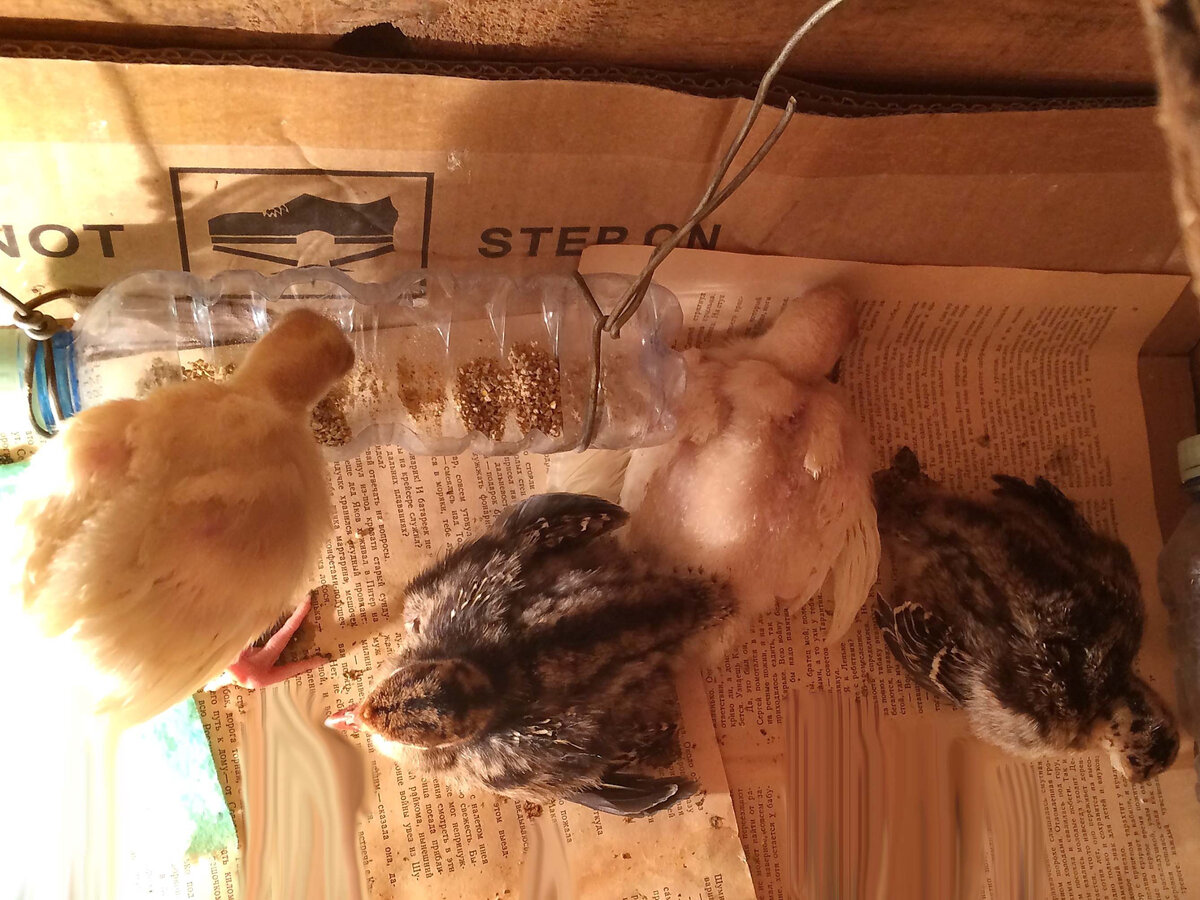 Мы привезли домой маленьких суточных цыплят. Посадили их в тёплый брудер. Налили им водички Но чтобы правильно расти и развиваться - им необходимо питание.