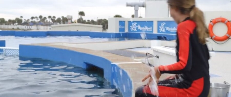 Кадр из кинофильма "Дельфин Берни 2"