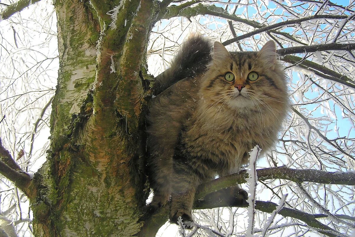 Сибирский кот на дереве