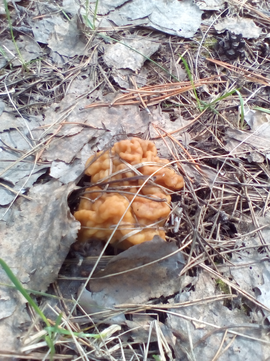 Встретили одиночку