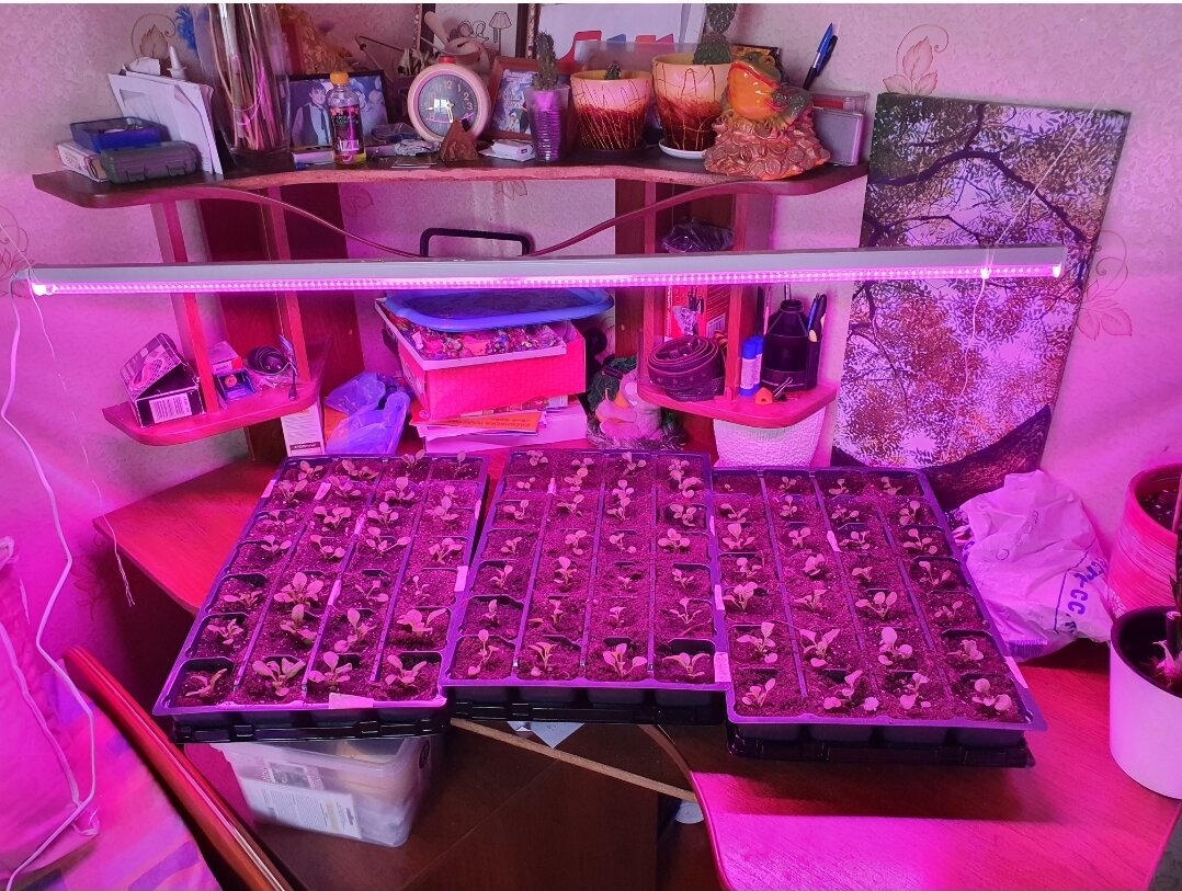 Петунии загорают