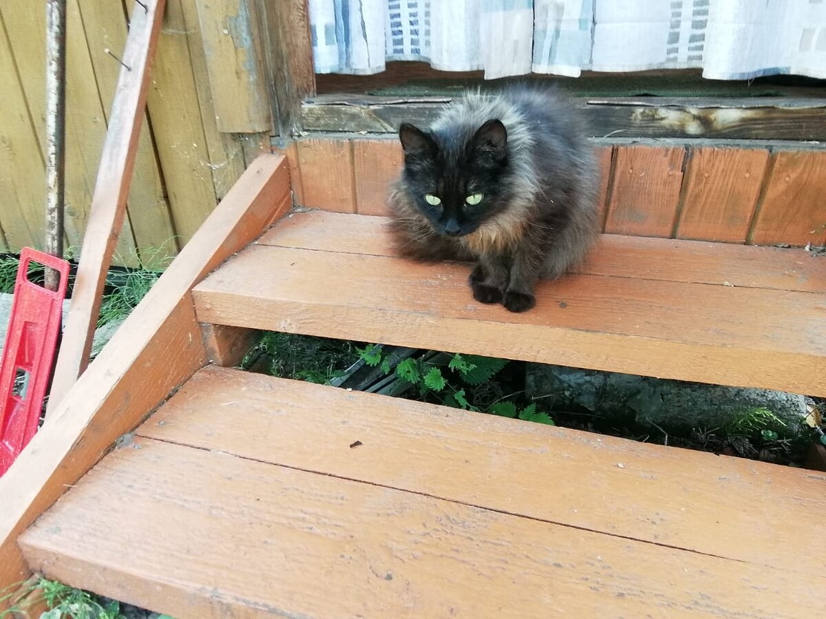 С возвращением, Элли. 🐈 Комментарий Анны, однажды искавшей для этой  кошечки дом | КОТО🐈БЛОГ | Дзен