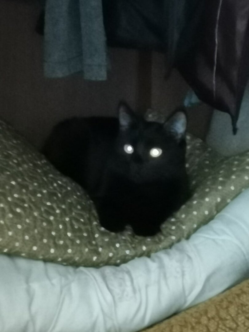 Таинственный взгляд