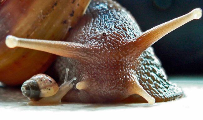 Длина раковины взрослой улитки обычно не превышает 5—10 см, хотя известны отдельные экземпляры длиной более 20 см.